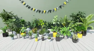 Tropical House Plants