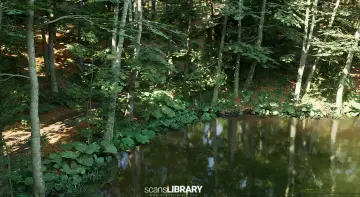 Beech Forest Ecosystem