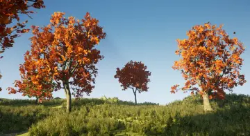 Tree Pack (Assorted Maple Trees)