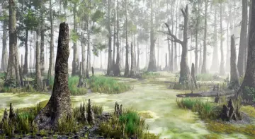 Bald Cypress Swamp