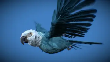 Spix's Macaw - Ararinha Azul