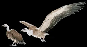 Vulture
