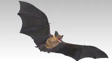 Common Pipistrelle Bat