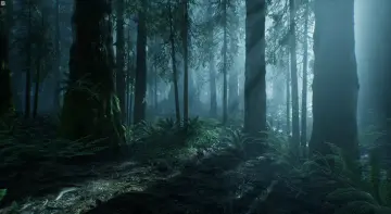 The Forest