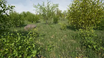 Hazel Bushes