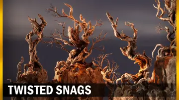 Twisted snags