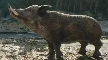Realistic Boars