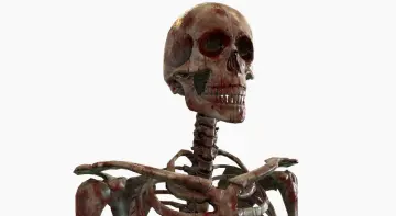 Modular Human Skeleton