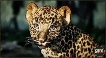 Animalia - Leopard (young)