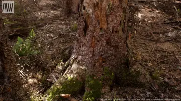 MW Dead Spruce Forest Trees Biome