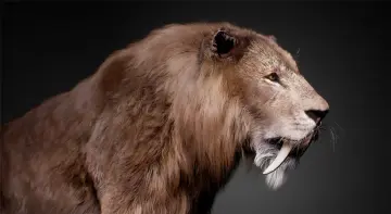 The Sabertooth