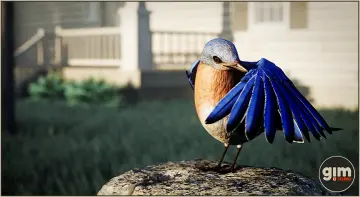 Animalia - Bluebird