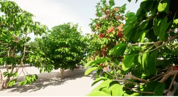 plant Fruits and vegetables