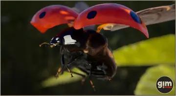 Animalia - Ladybug