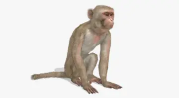 Macaque