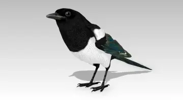 Magpie