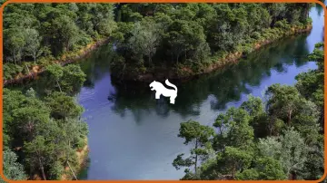 The Pine Environment ( Foliage Island PCG Nature River Nature Nature Biom )