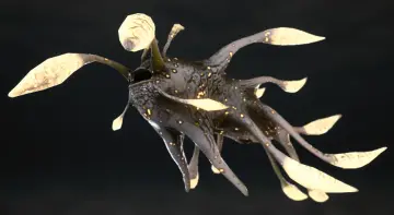 Luminous Monster