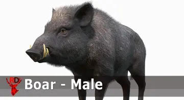 Wild Boar - Male