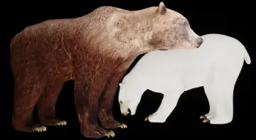 Bears pack