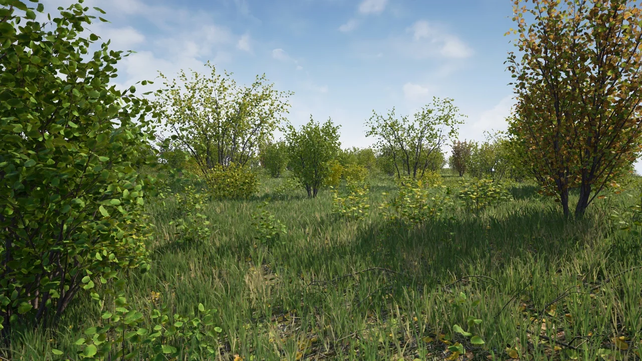 Hazel Bushes