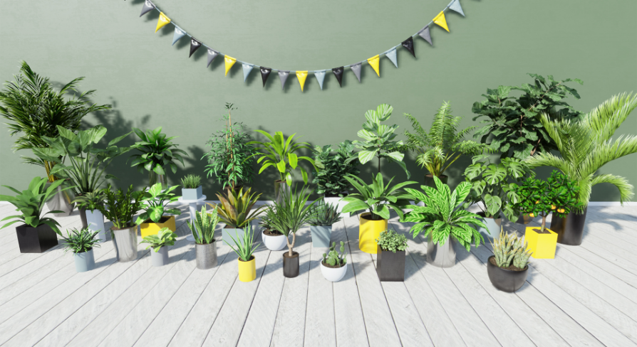 Tropical House Plants