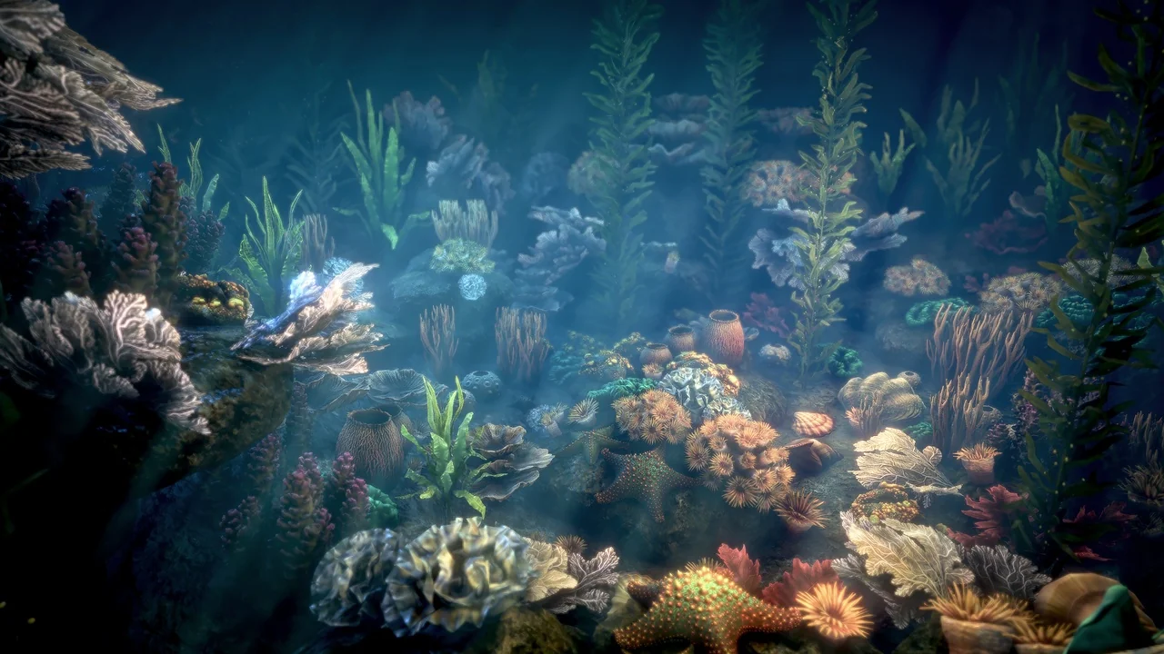 Corals 2