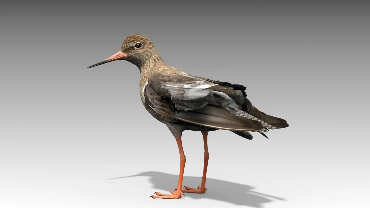 Redshank