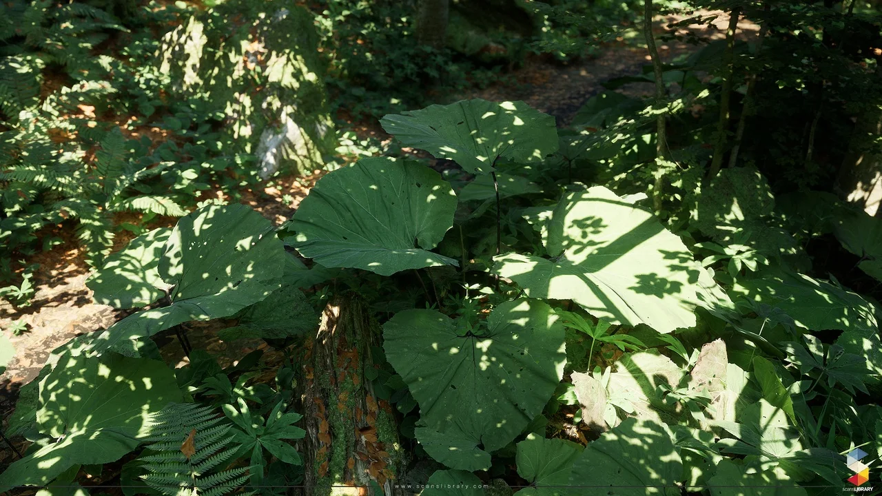 Beech Forest Ecosystem