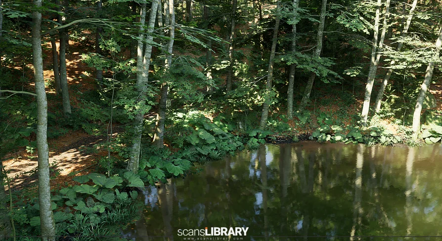 Beech Forest Ecosystem