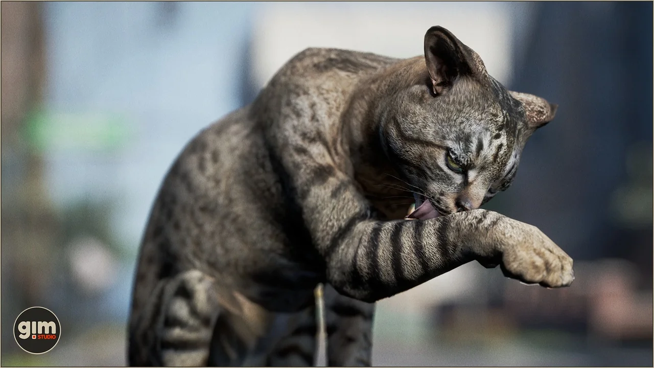 Animalia - Domestic Cat