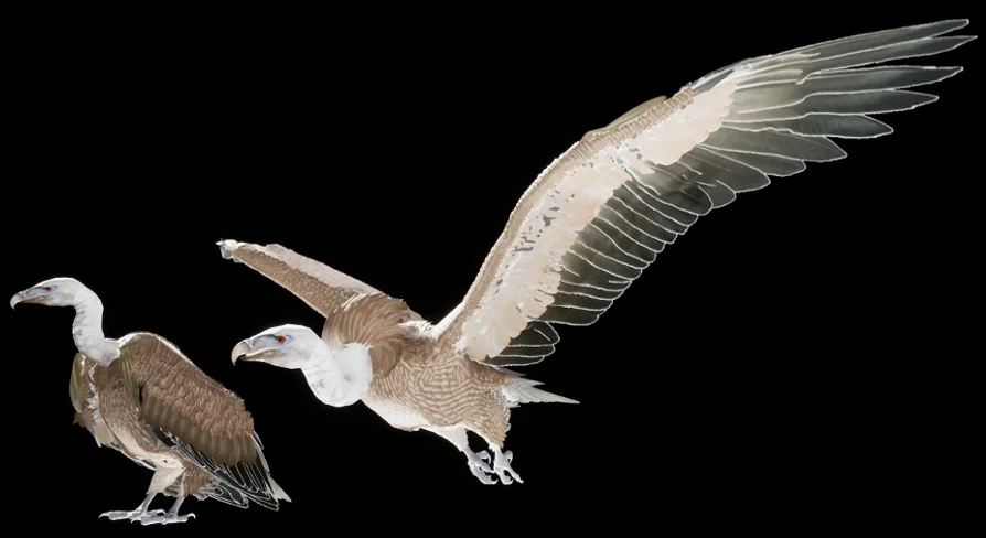 Vulture