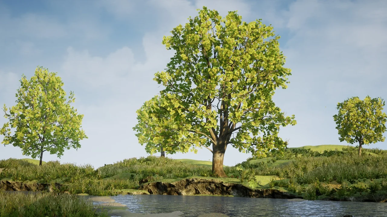 Tree Pack (Assorted Maple Trees)