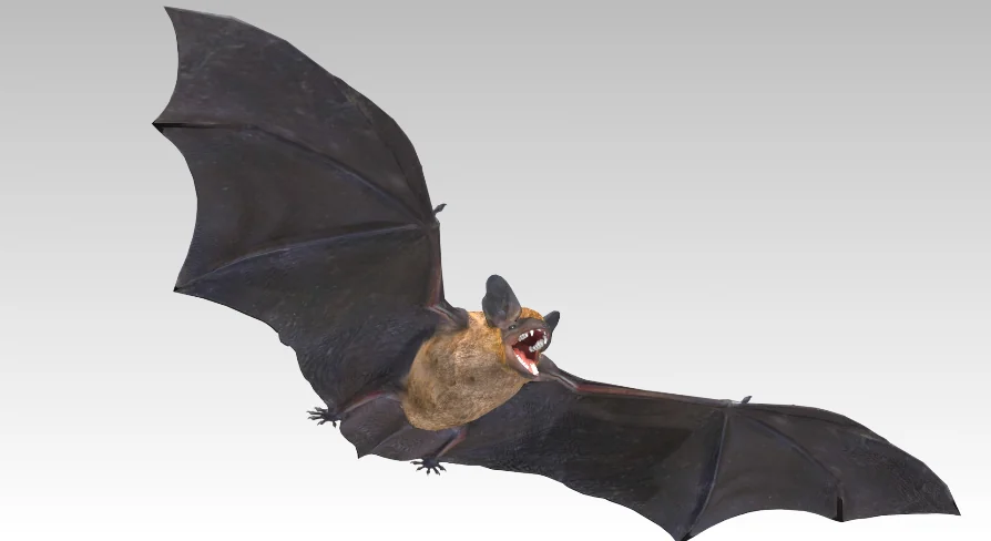 Common Pipistrelle Bat