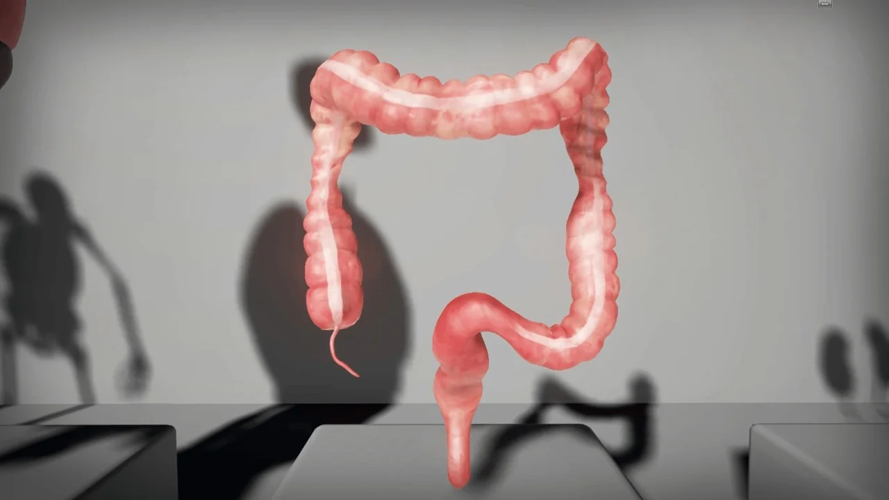 Human Internal Organs