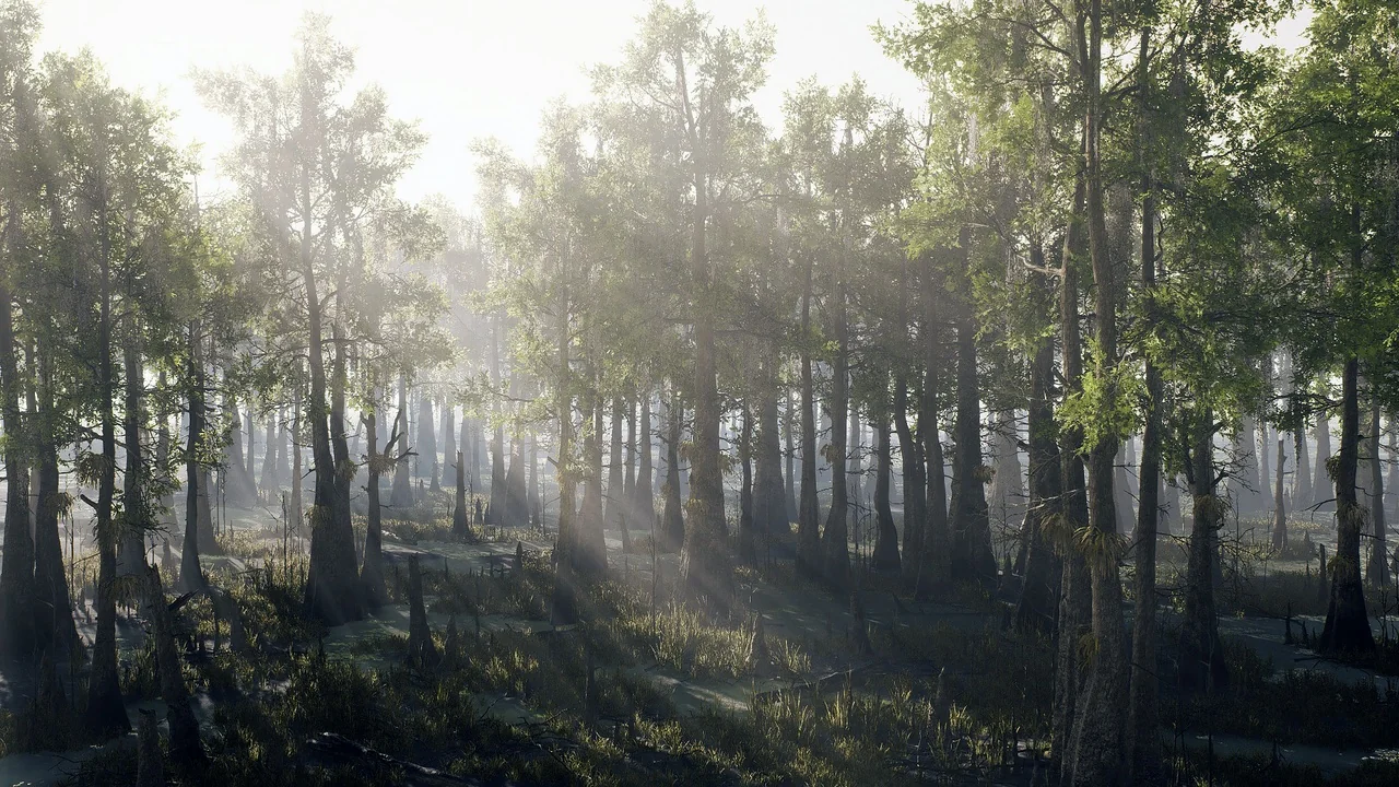 Bald Cypress Swamp
