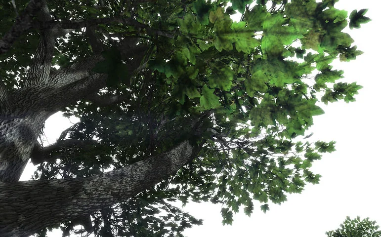 Maple Trees Package