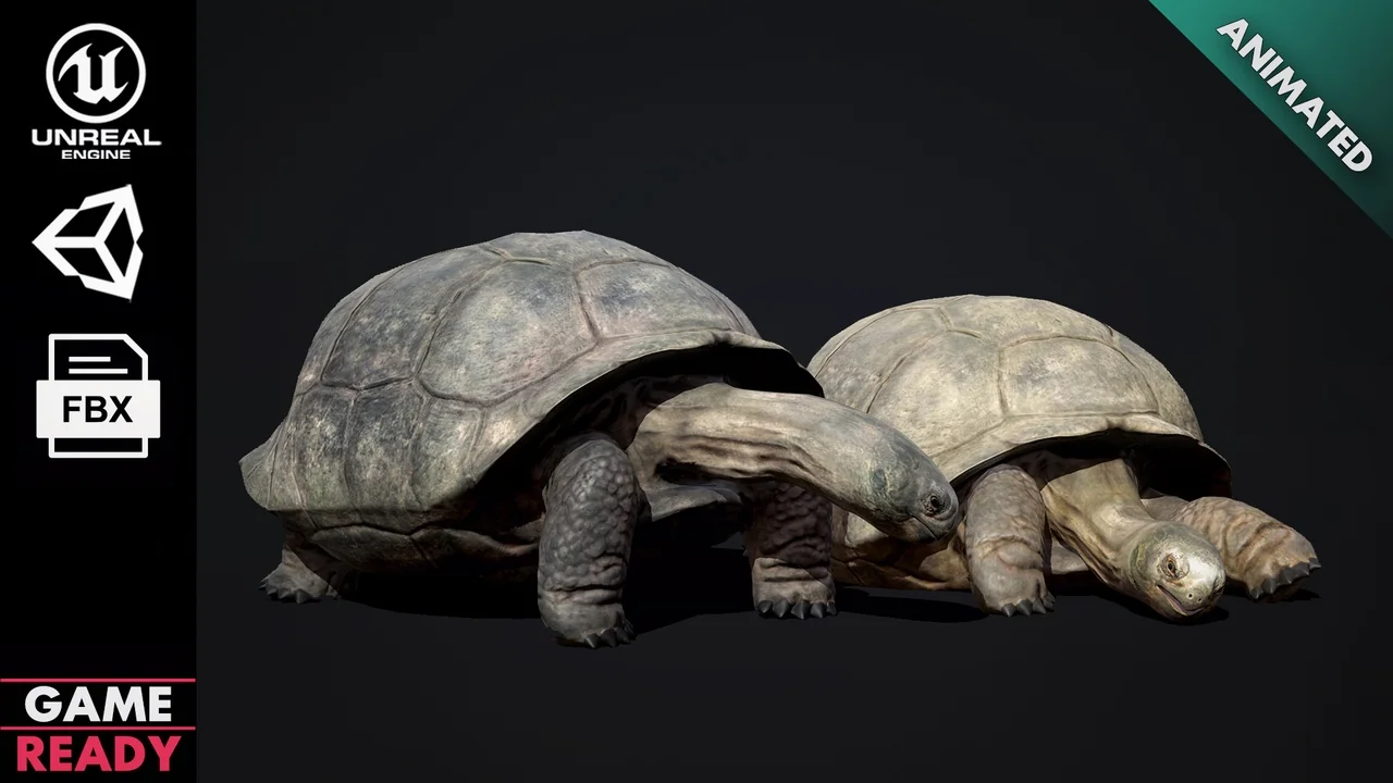 Galapagos Tortoise