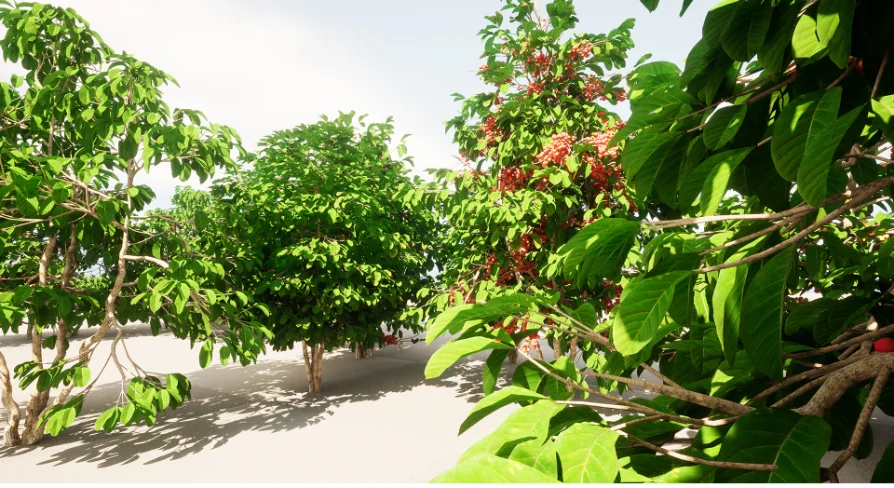 plant Fruits and vegetables