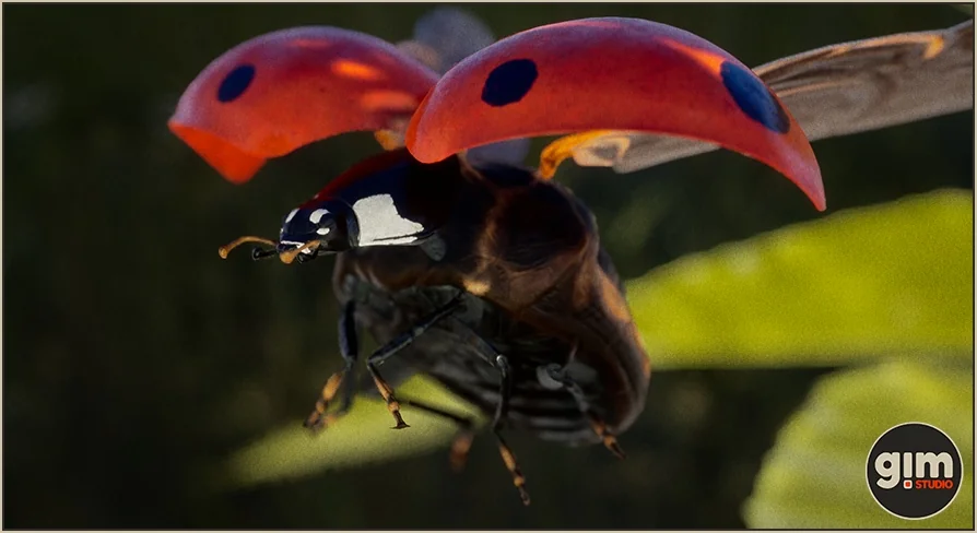 Animalia - Ladybug