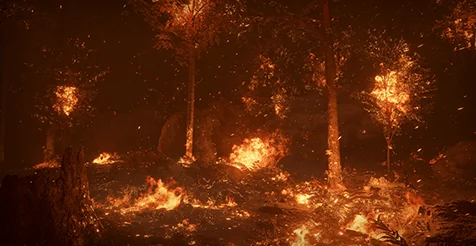 Forest Fire