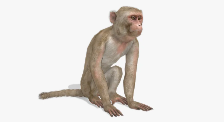 Macaque