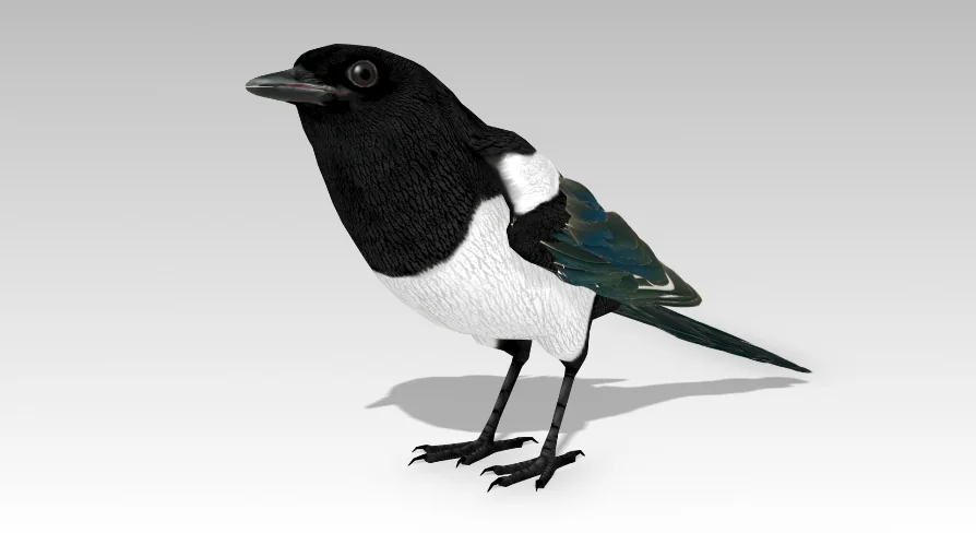 Magpie