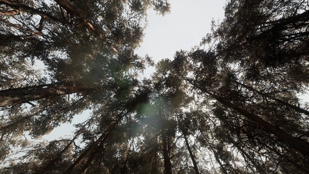 Pine forest - Photogrammetry based High poly Biome