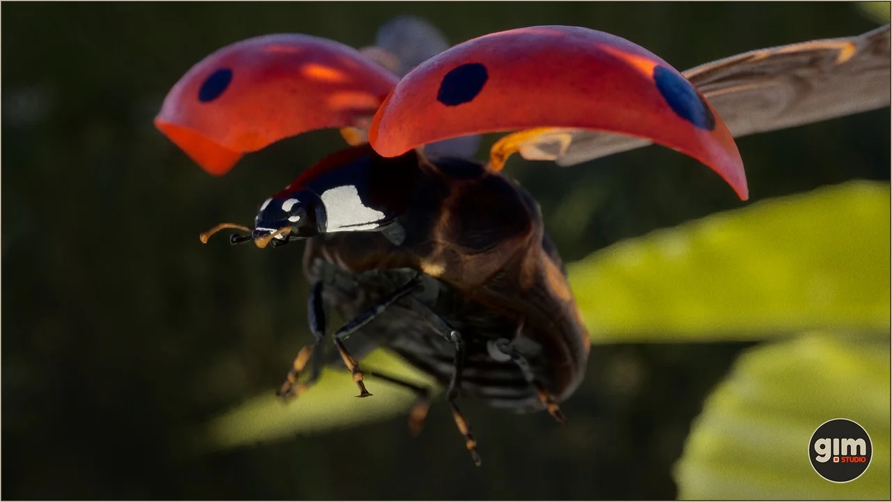 Animalia - Ladybug