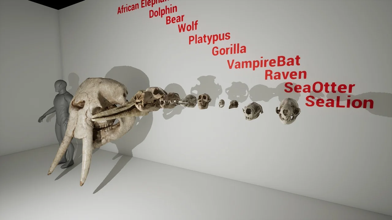 Animal Skull Pack