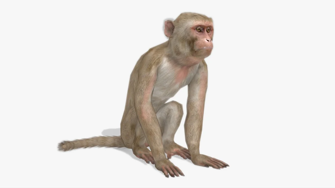 Macaque