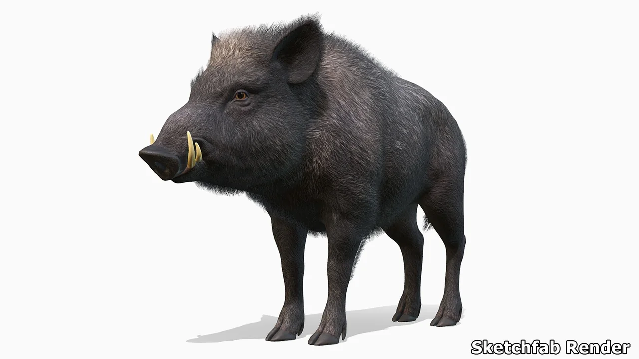 Wild Boar - Male