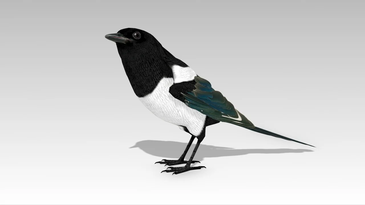 Magpie