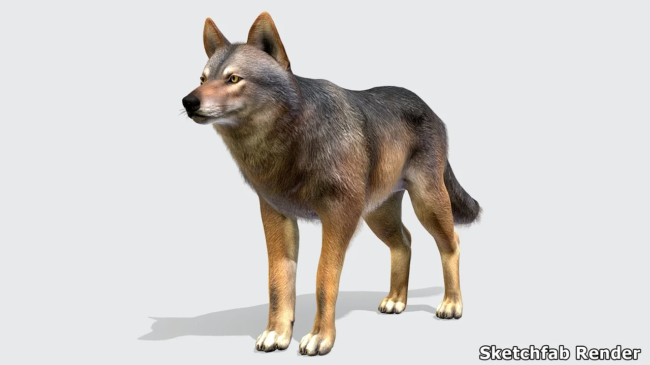 Wolf - Male